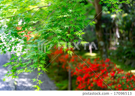 新鮮的綠色和杜鵑花在祝福之家 新鮮的綠色和杜鵑花在祝福之家 17096513