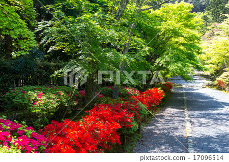 新鮮的綠色和杜鵑花在祝福之家 17096514