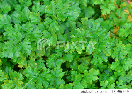 Green parsley Green parsley 17096799