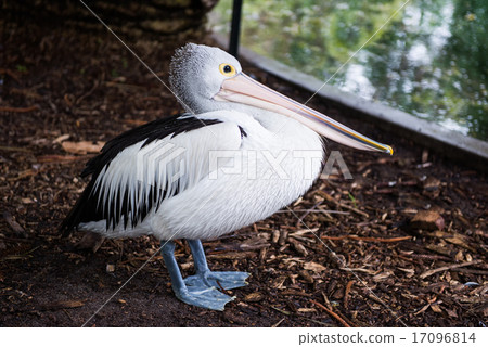 Australian pelican 17096814