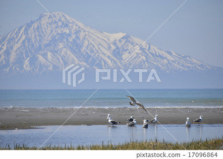 利尻和海鷗 17096864