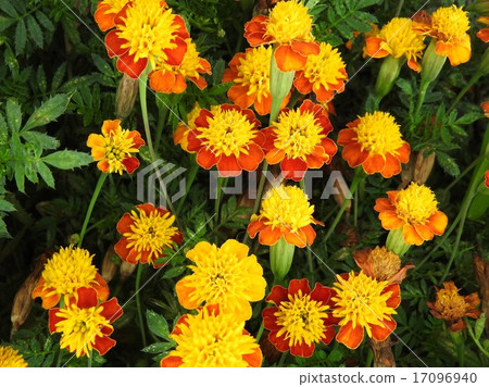 Mary gold is an orange or yellow color that is gorgeous and energetic. Mary gold is an orange or yellow color that is gorgeous and energetic. 17096940