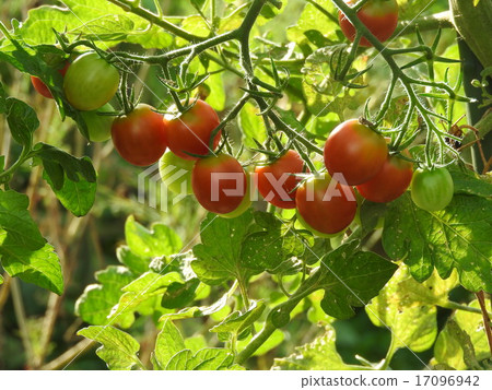 Let's challenge the salads to cultivate tomatoes which are absolutely indispensable. Let's challenge the salads to cultivate tomatoes which are absolutely indispensable. 17096942