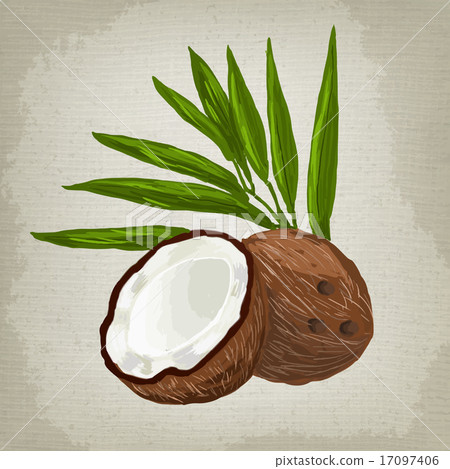 Vector illustration of fruit coconut Vector illustration of fruit coconut 17097406