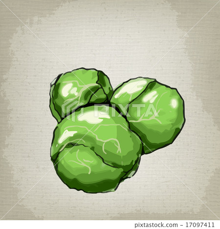 Brussels sprouts. Vector illustration Brussels sprouts. Vector illustration 17097411