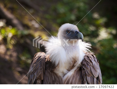 black vulture in city zoo 17097422