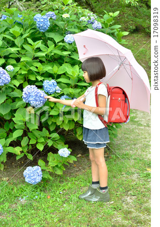 Hydrangea and primary school girls (rainy season) Hydrangea and primary school girls (rainy season) 17098319