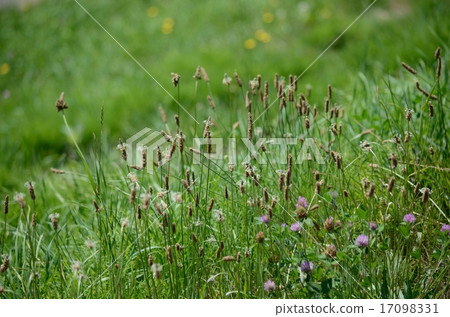 銀行的花朵 17098331