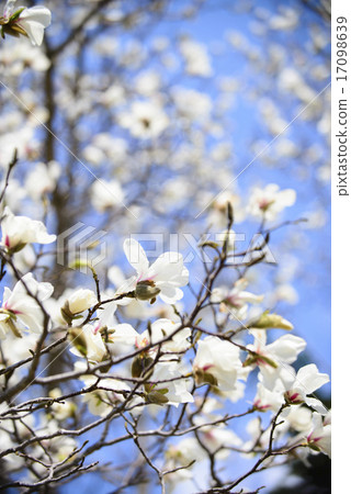 Kobushi花 Kobushi花 17098639