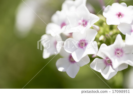 Hanashinobu綻放得很漂亮 17098951