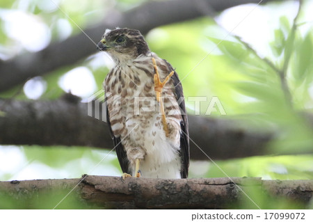 Tsumi's chick Tsumi's chick 17099072