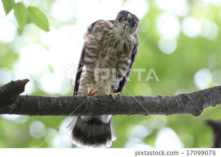 Tsumi's chick Tsumi's chick 17099078