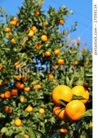 A lot of beautiful oranges, A lot of beautiful oranges, 17099134