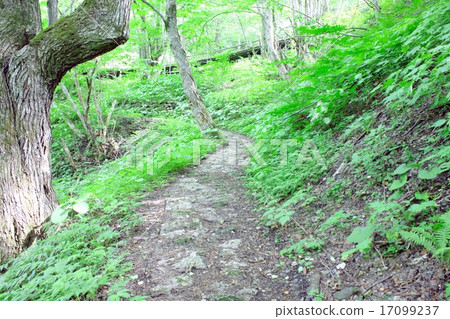Shinshu Nagano是一條長廊,穿過Shirahone山的溫泉,周圍是深綠色的夏天 Shinshu Nagano是一條長廊,穿過Shirahone山的溫泉,周圍是深綠色的夏天 17099237