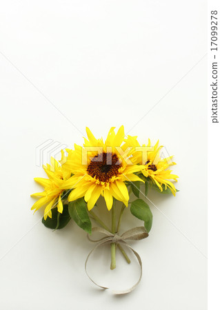 向日葵花束（垂直的白色背景） 17099278