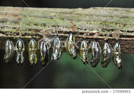 Rows of butterfly cocoons 17099901