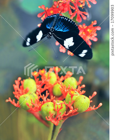 Butterflies on exotic tropical flower, Ecuador Butterflies on exotic tropical flower, Ecuador 17099903