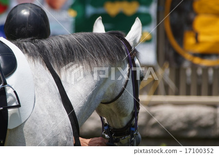 Horse mane Horse mane 17100352