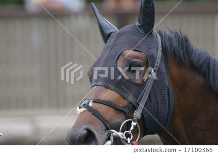 Horse's face 17100366