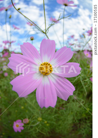 Cosmos field @ Sasebo municipal exhibition Haikyo 17100585