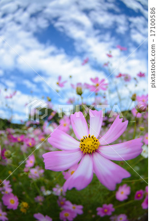 Cosmos field @ Sasebo市政展Haikyo Cosmos field @ Sasebo市政展Haikyo 17100586
