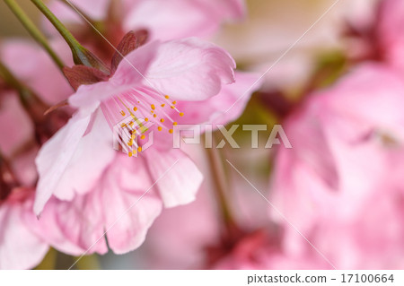 Cherry Blossom	 17100664