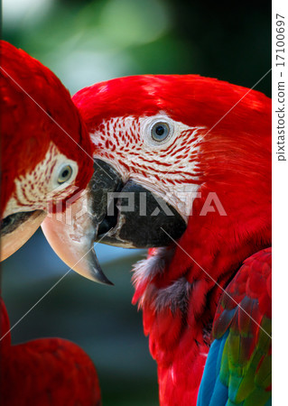 Scarlet macaw 17100697