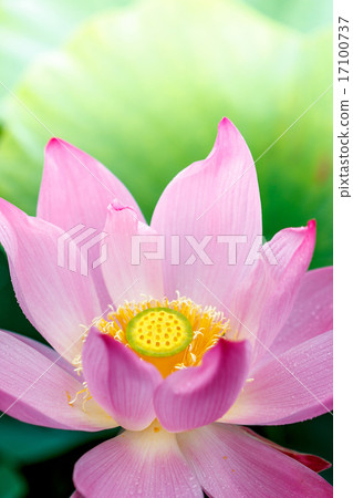 蓮花 蓮花 17100737