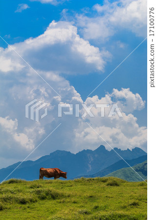 牛放牧 17100776