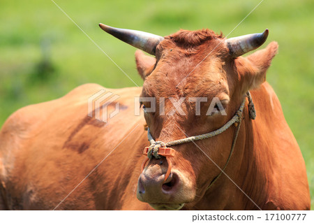 牛的肖像 17100777