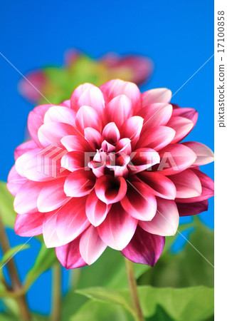 大麗花花 17100858