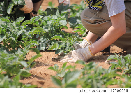 Buds of potatoes, soil 17100996