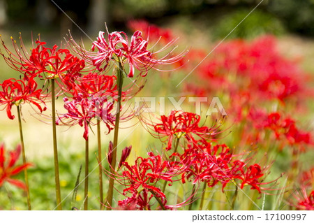 Cluster amaryllis Cluster amaryllis 17100997
