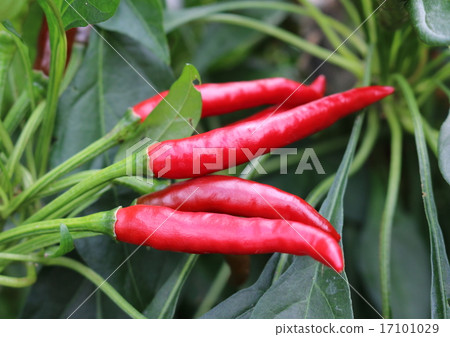  Red peppers 17101029