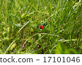 Bush of strawberry in the field 17101046