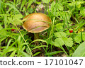 Mushroom and strawberries in the woods 17101047