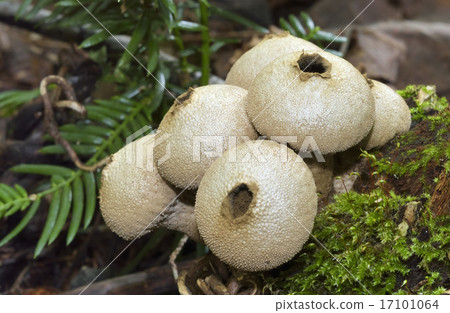 LYCOPERDON PERLATUM LYCOPERDON PERLATUM 17101064