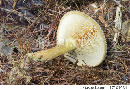 捲邊樁菇 17101084