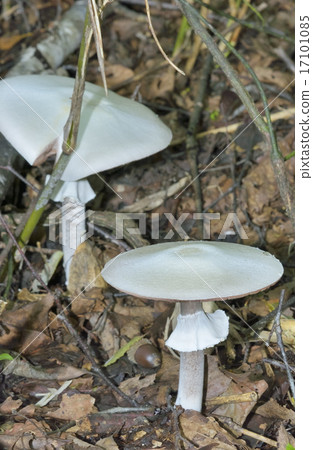 Shiro Oohara Bamboo 17101085