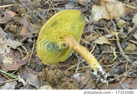 乳牛肝菌 17101086