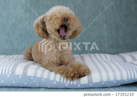 打呵欠的玩具獅子狗 17101210