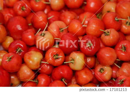 Barbados cherry (Malpighia glabra L.)  17101213