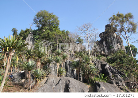 pine tree stand towering on the cliff in lushan pine tree stand towering on the cliff in lushan 17101275