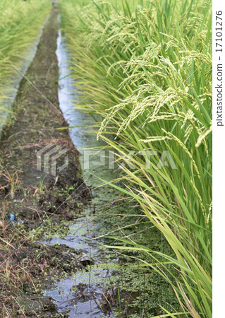 Rowing road and rice early _ vertical Rowing road and rice early _ vertical 17101276