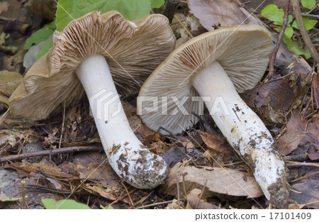 Ura Beni Hottimeji 17101409