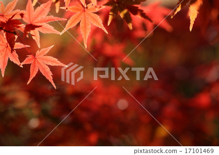 秋葉印象 秋葉印象 17101469