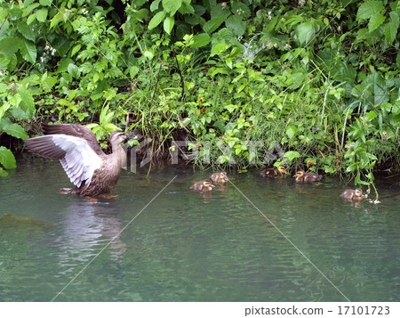 kalgamo的父母和孩子 17101723