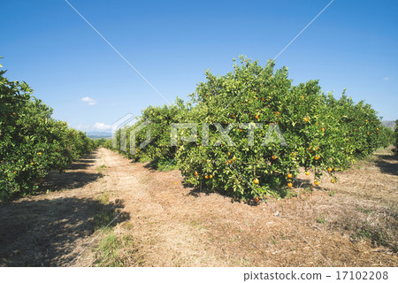 Orange trees in plantation Orange trees in plantation 17102208