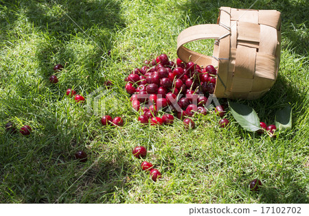 Morello Cherries in basket on green meadow 17102702