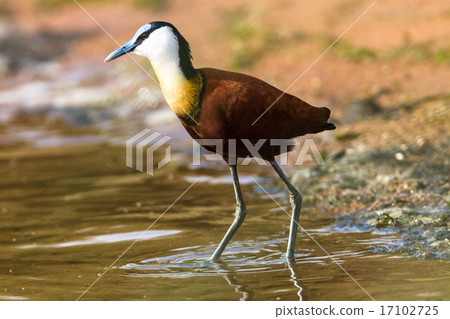 Bird African Jacana Bird African Jacana 17102725